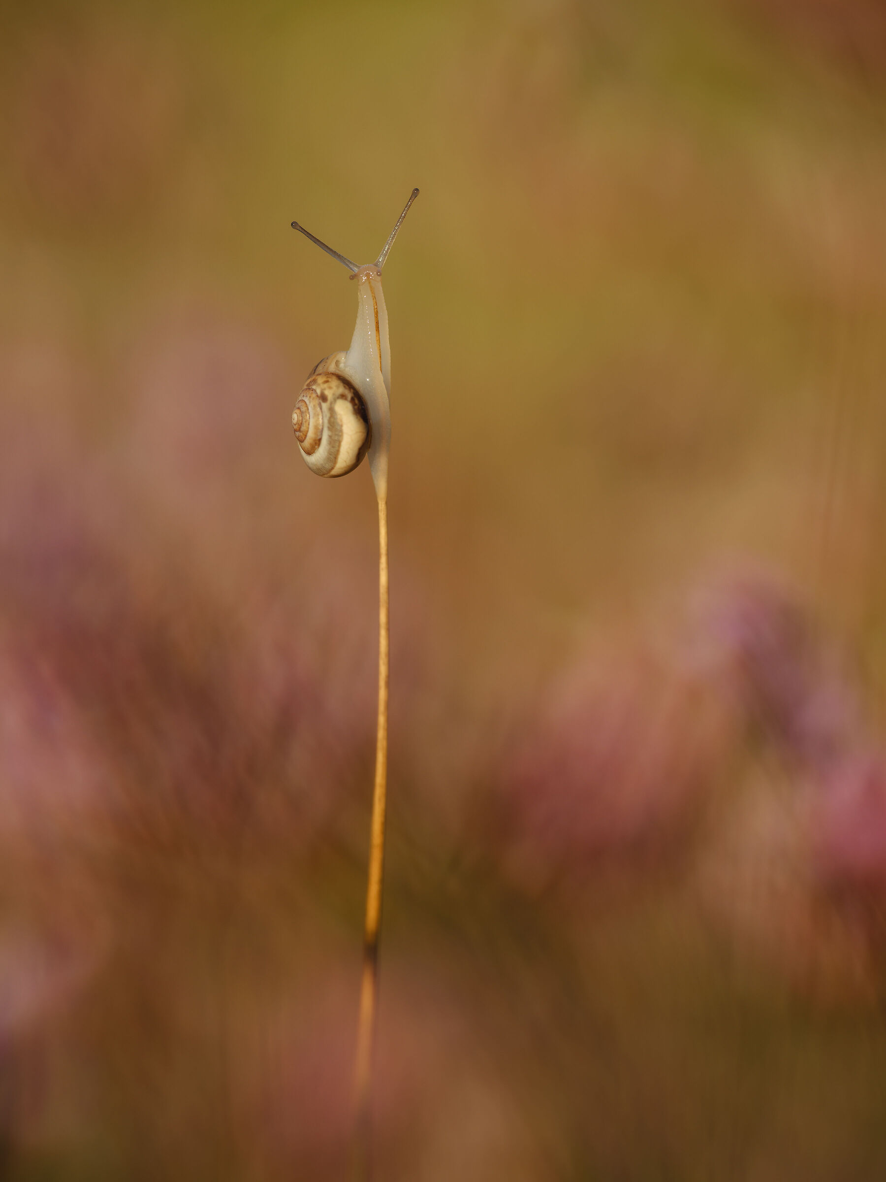 Chiocciola tra fioriture di limonio