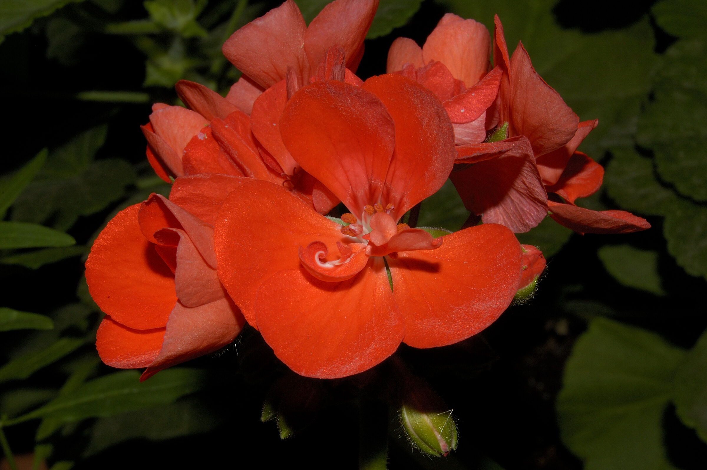 Geranium from my house