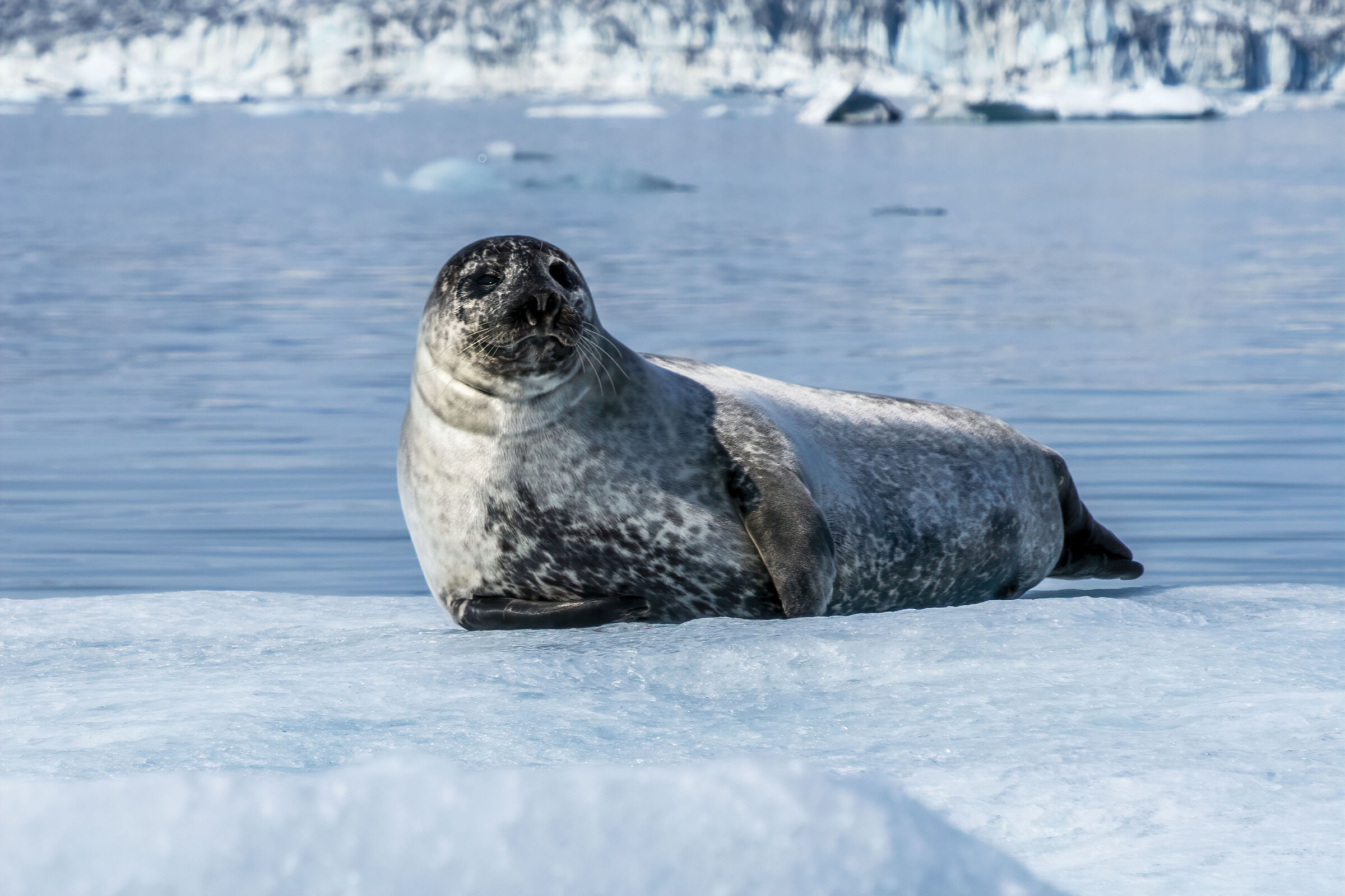 Jökulsárlón Glacier Lagoon - Iceland