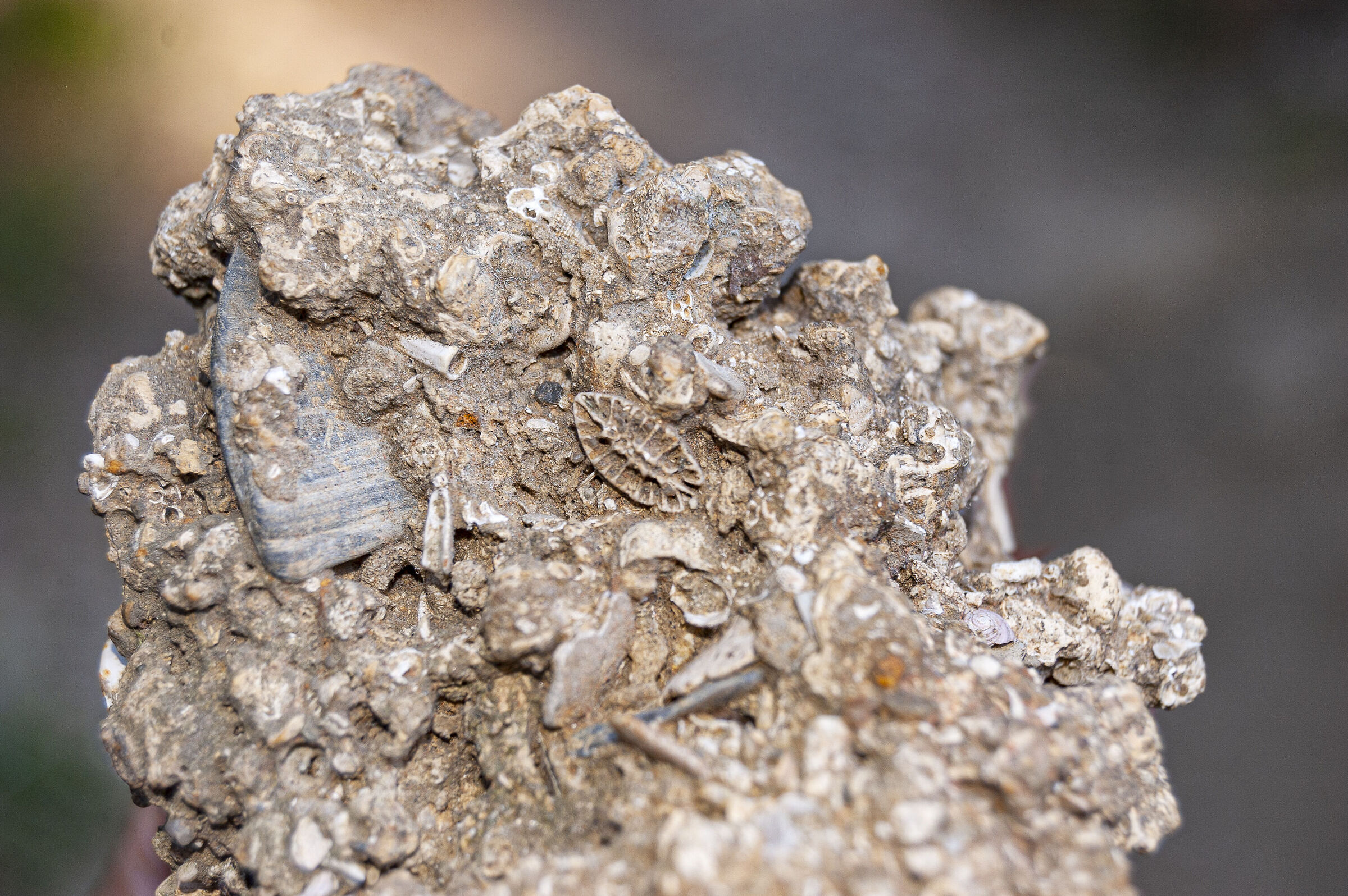 Fossili nella valle del torrente Stirone