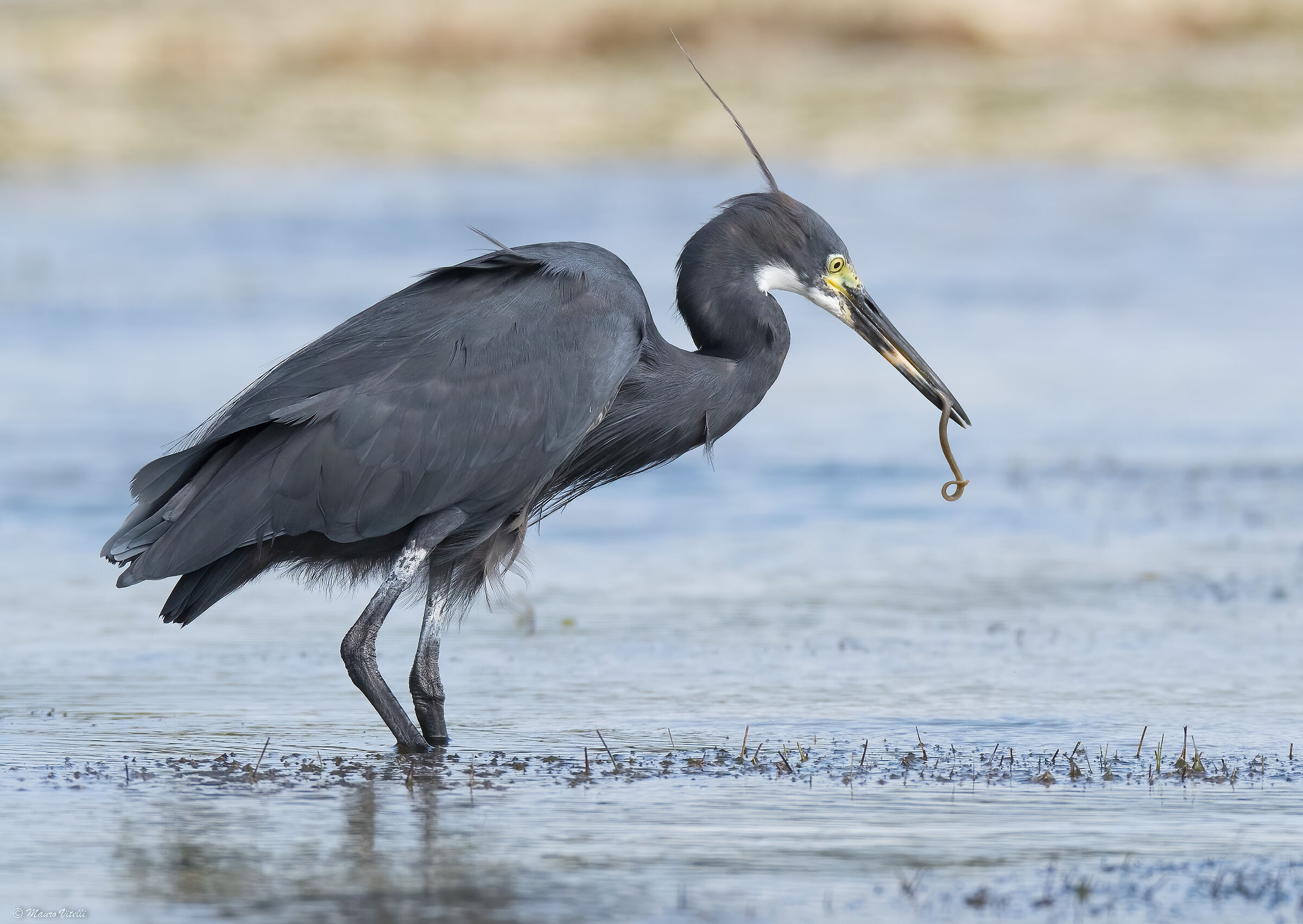 Dark morphism heron schistaceo (egretta gularis)