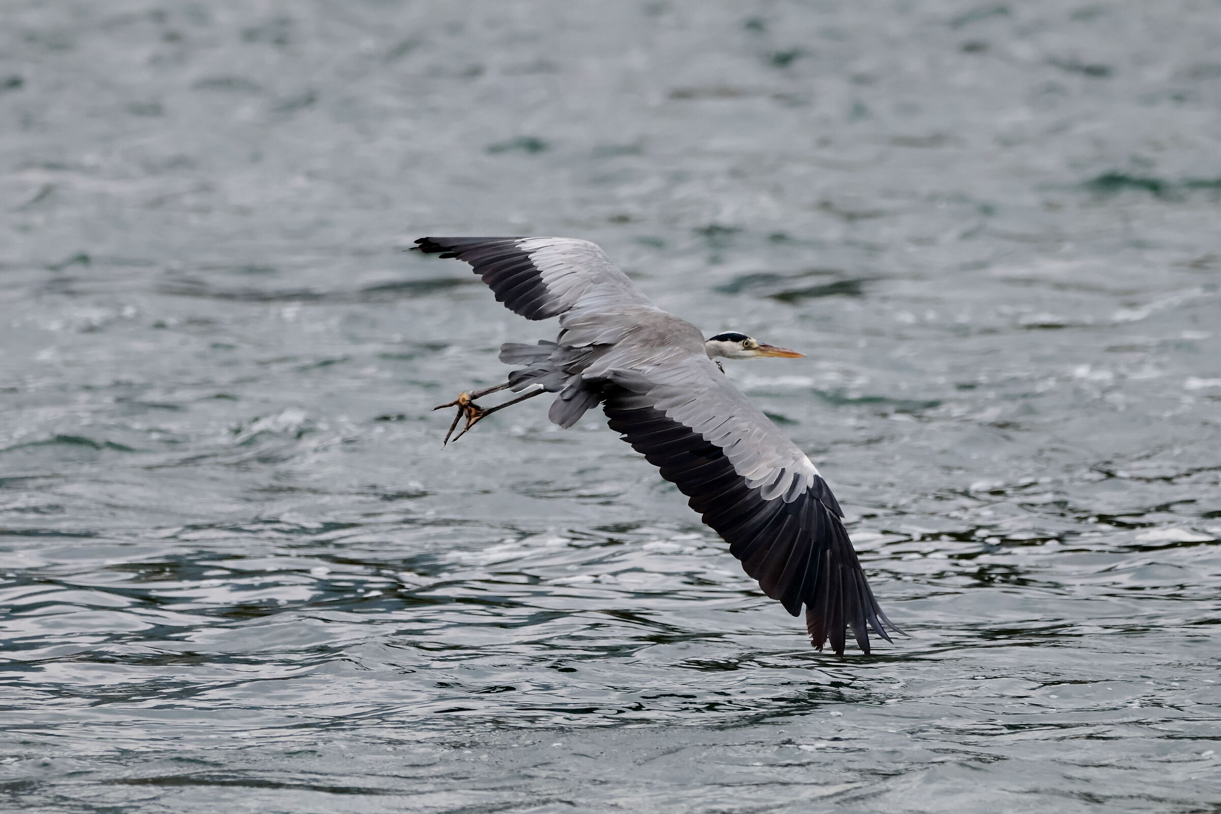 Heron in turn