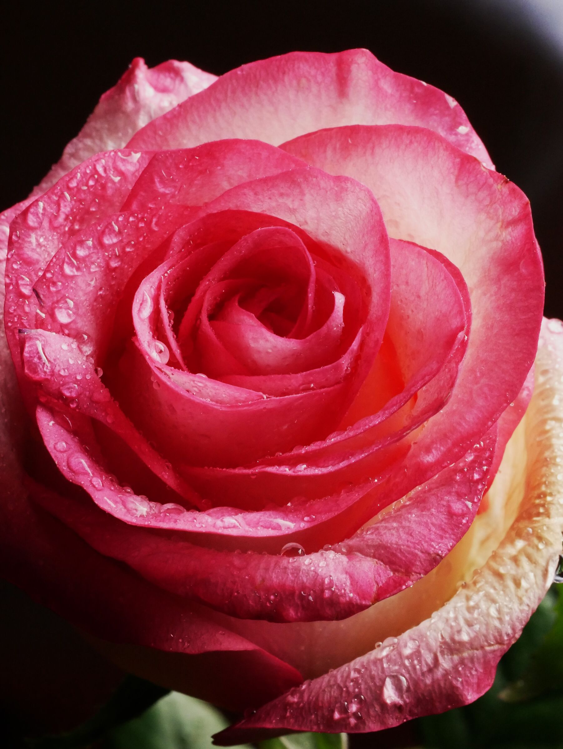 Pink rose