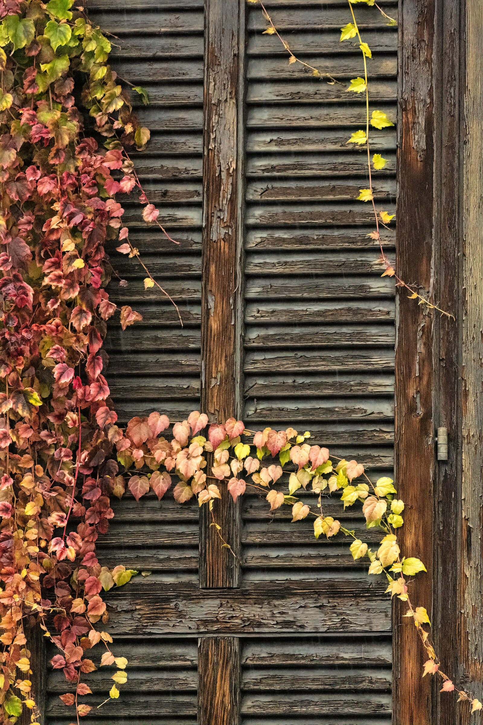 Window closed in autumn