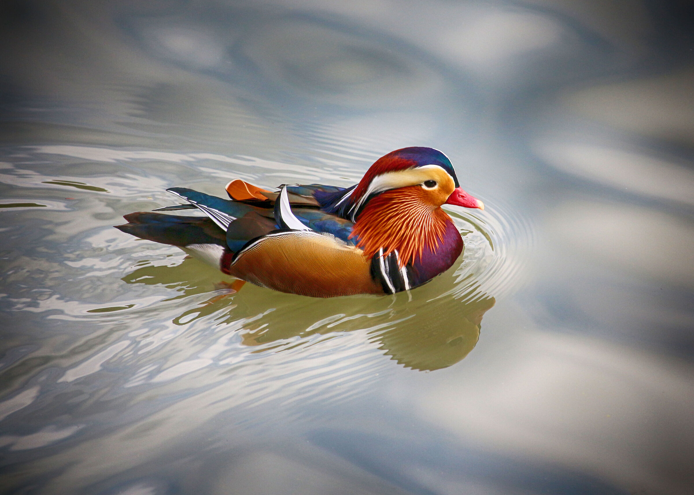 Mandarin duck
