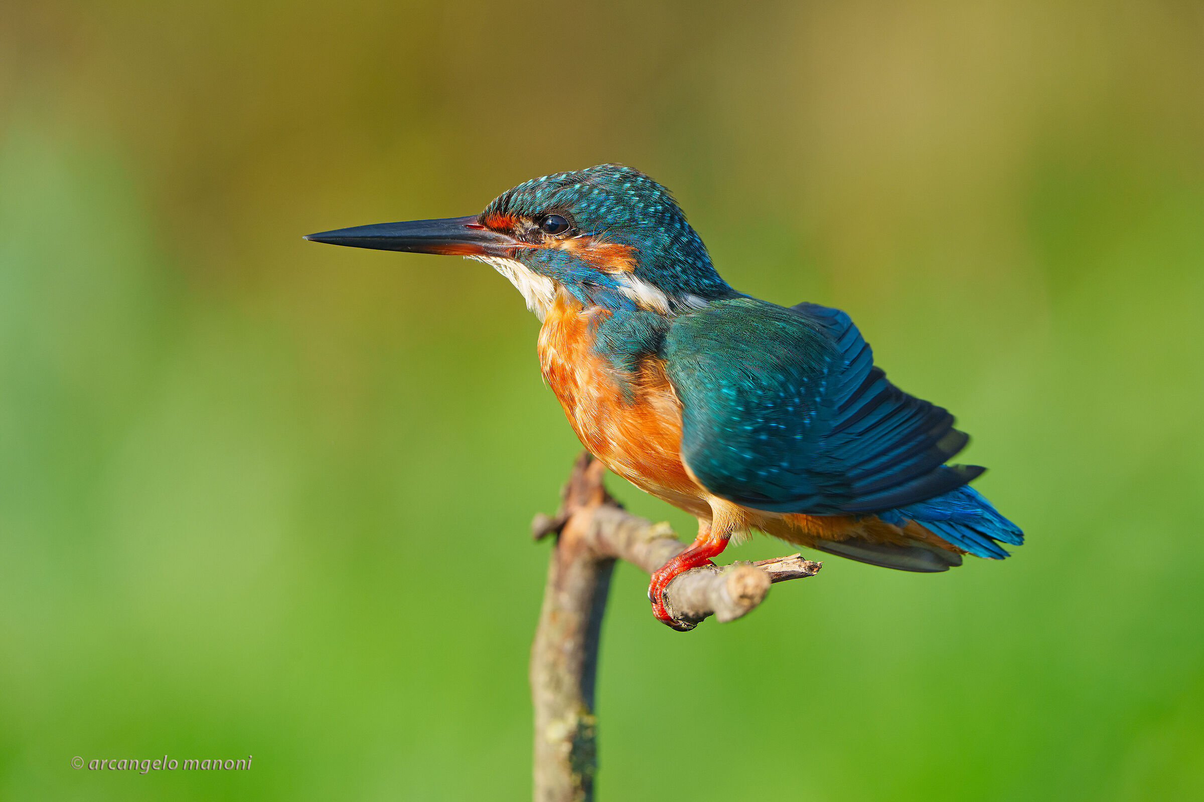 Martin shaking his wings