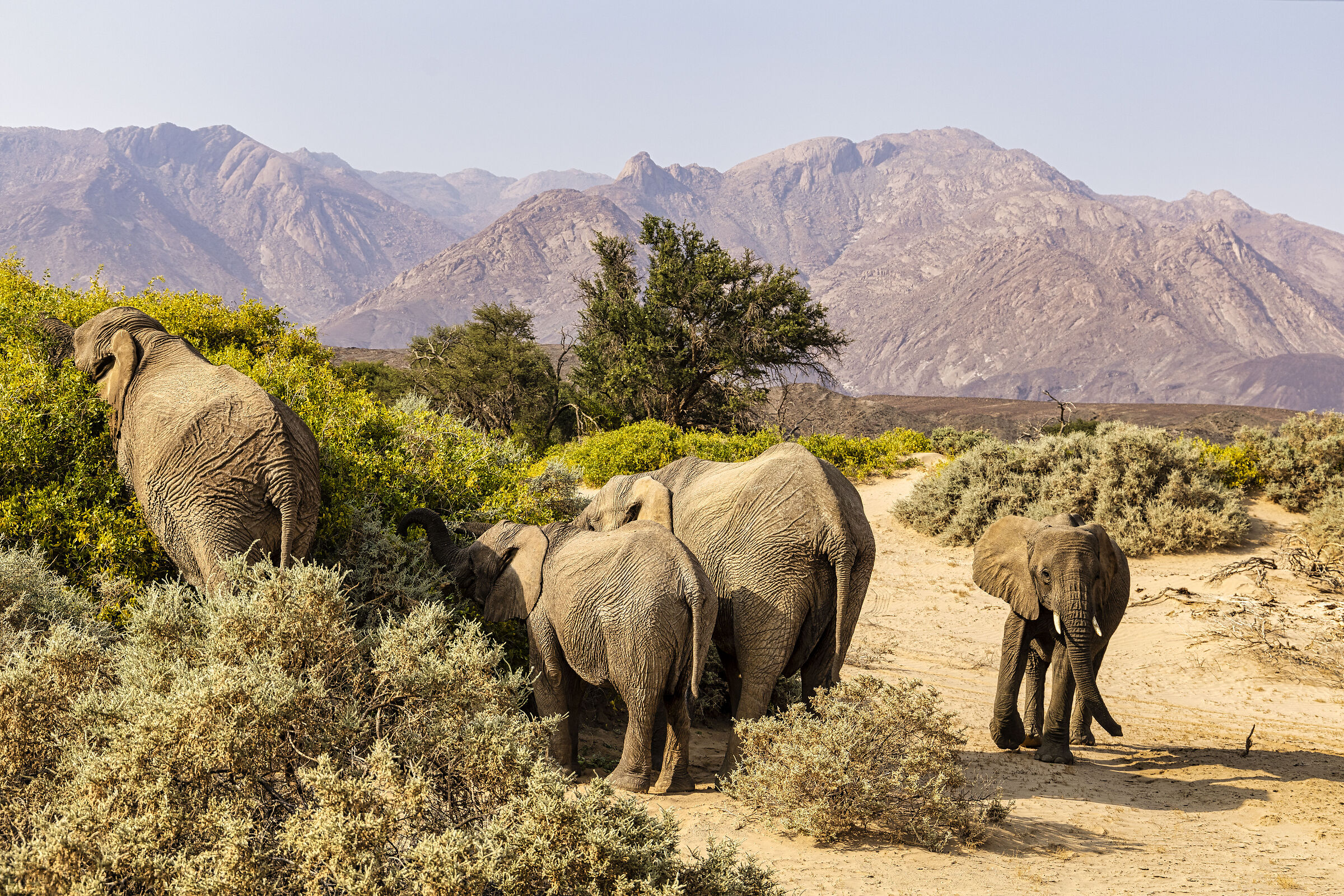 Mountain Elephants, Namibia
