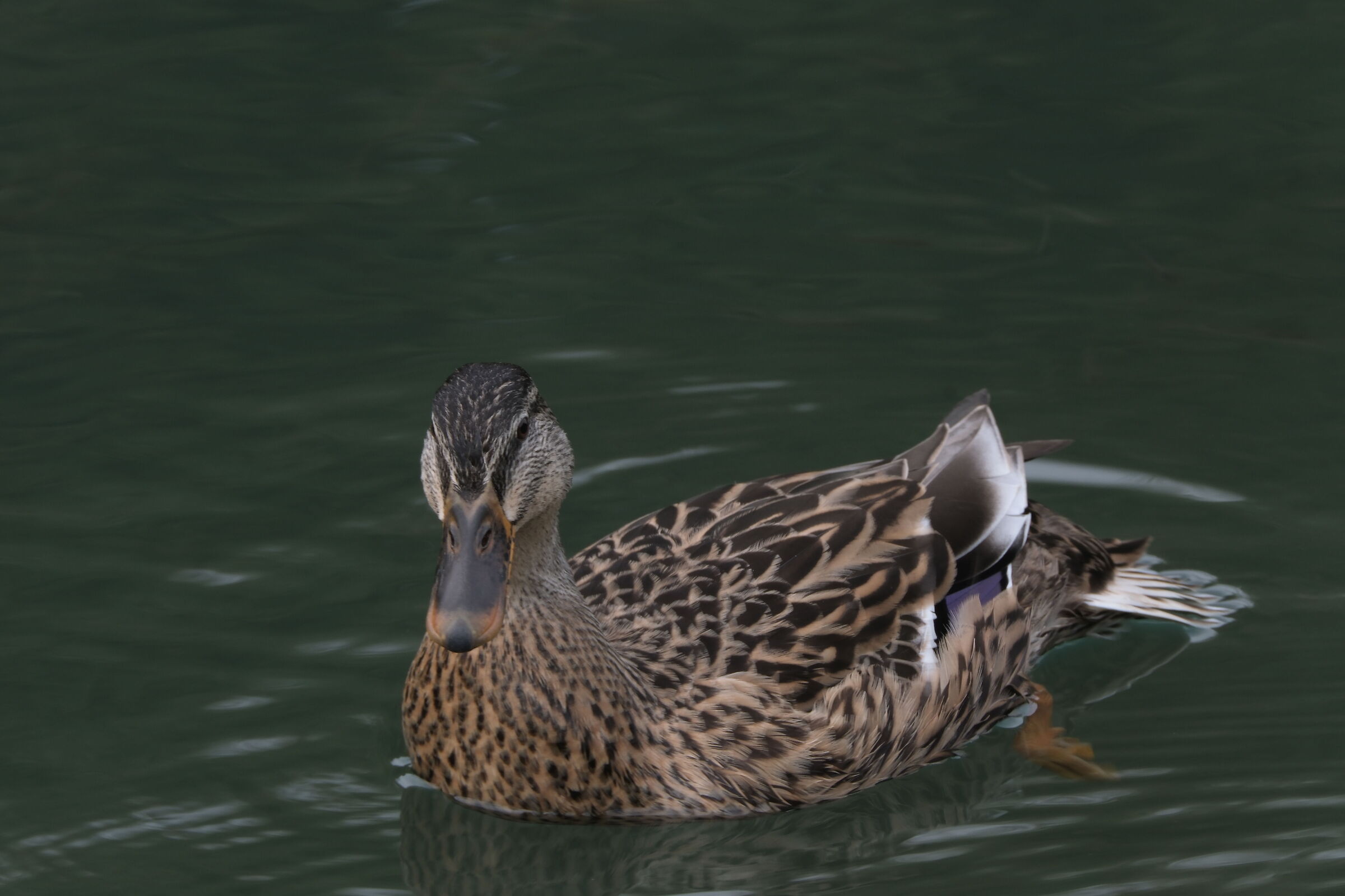 mallard female