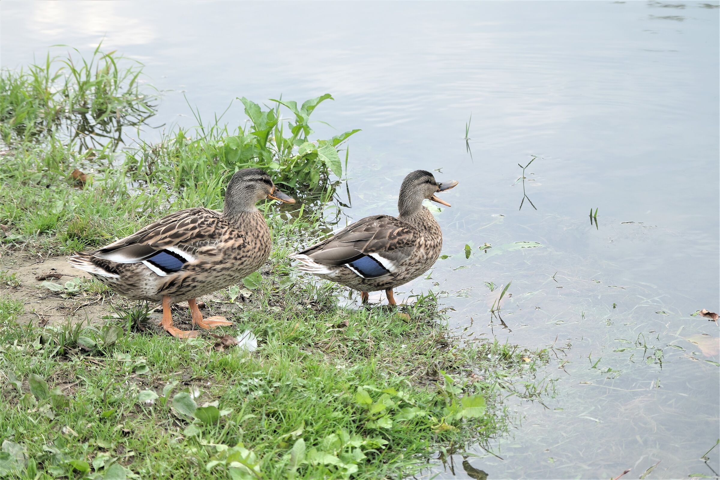 young females of Germano