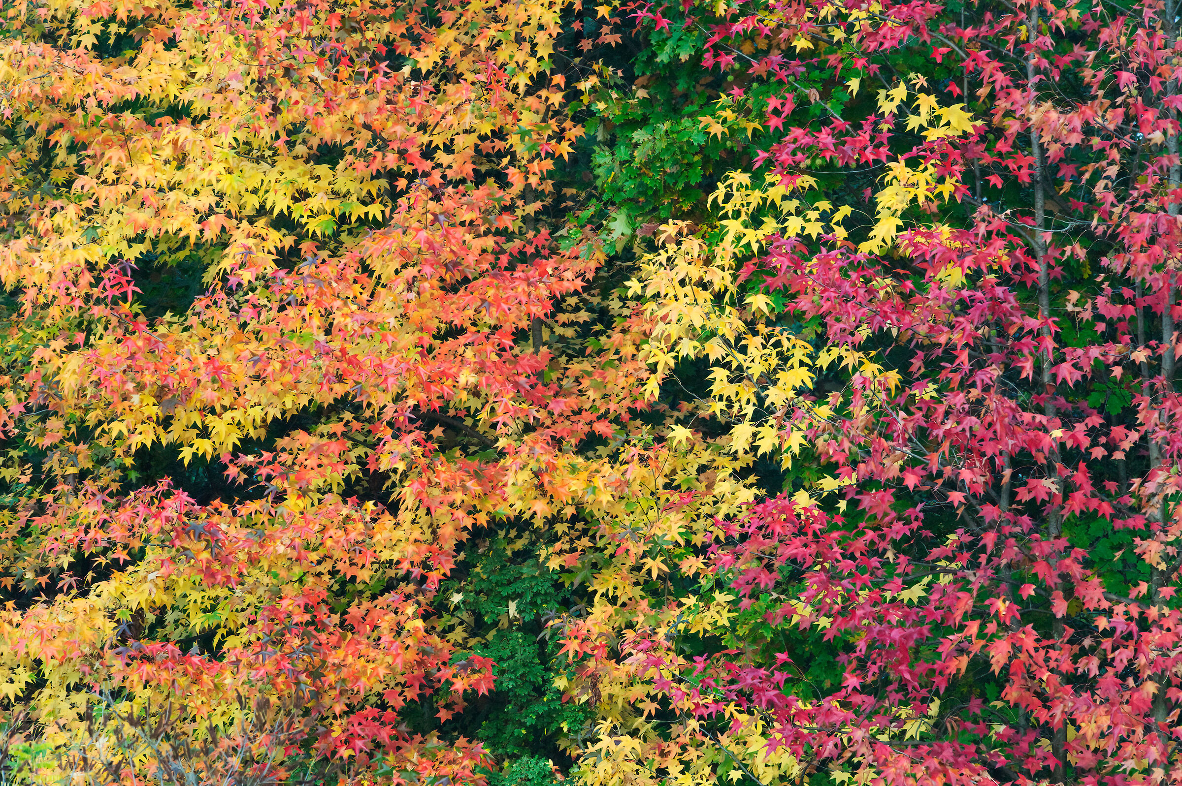 Foliage