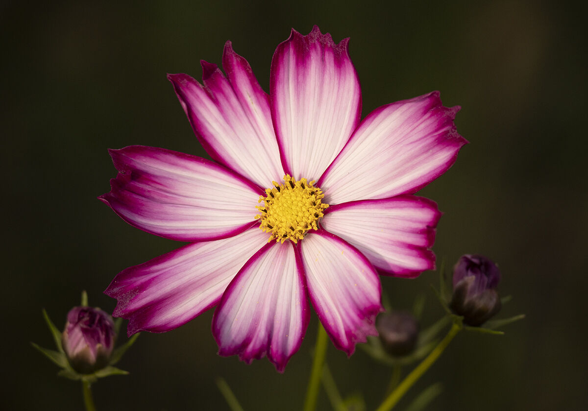 Cosmea