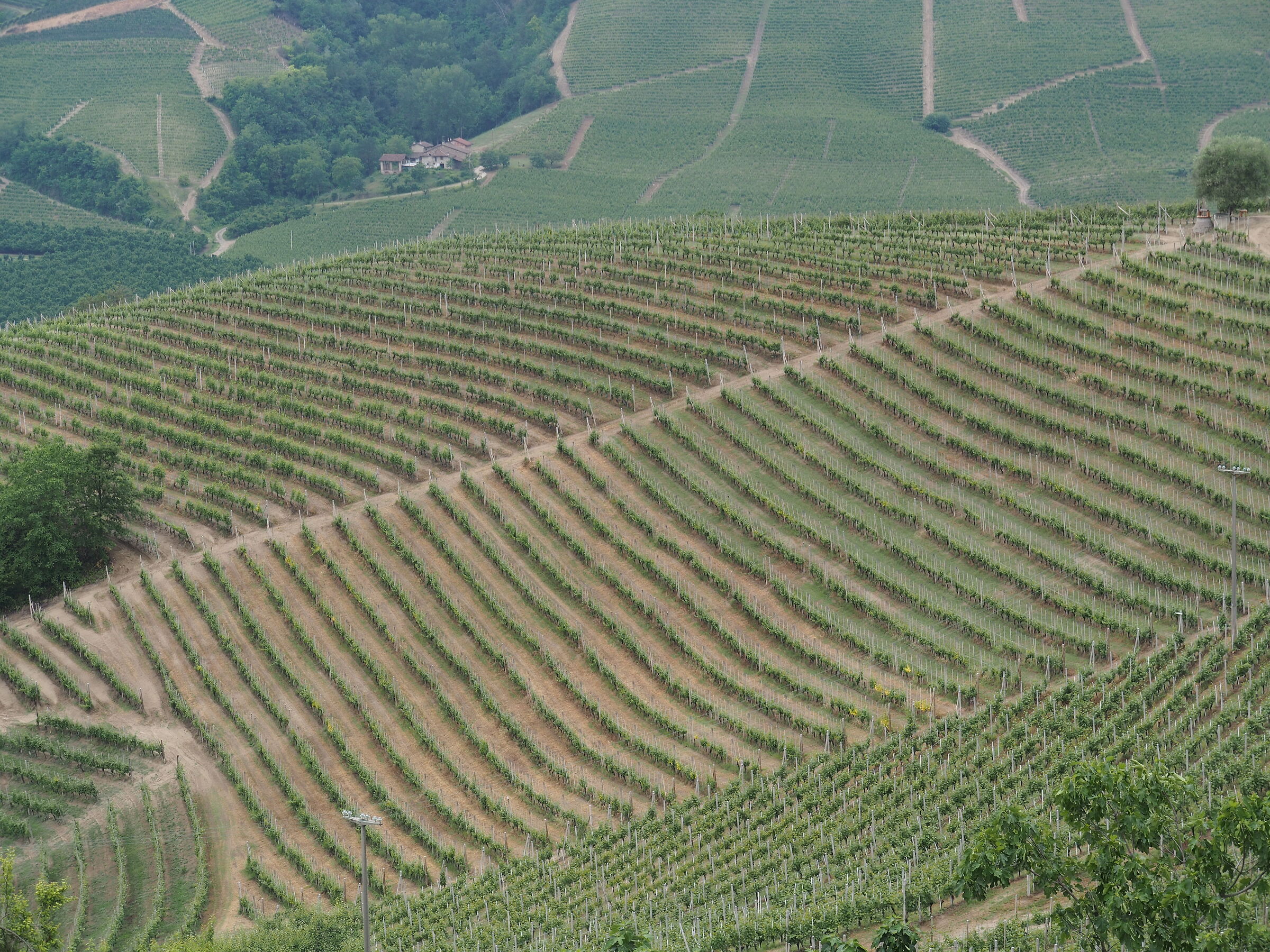 Vineyards