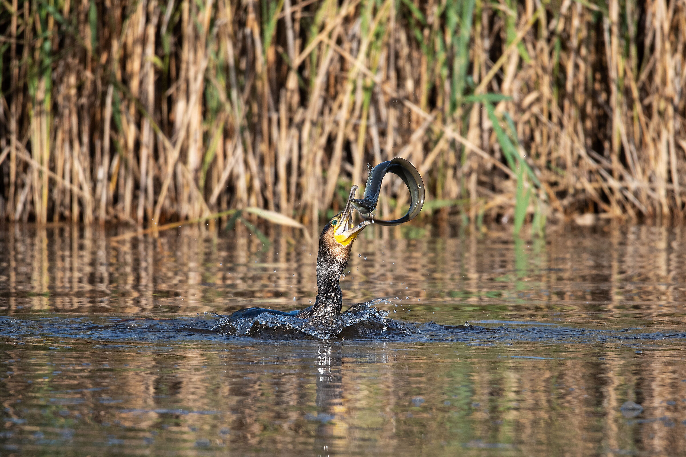 Il cormorano e l'anguilla.