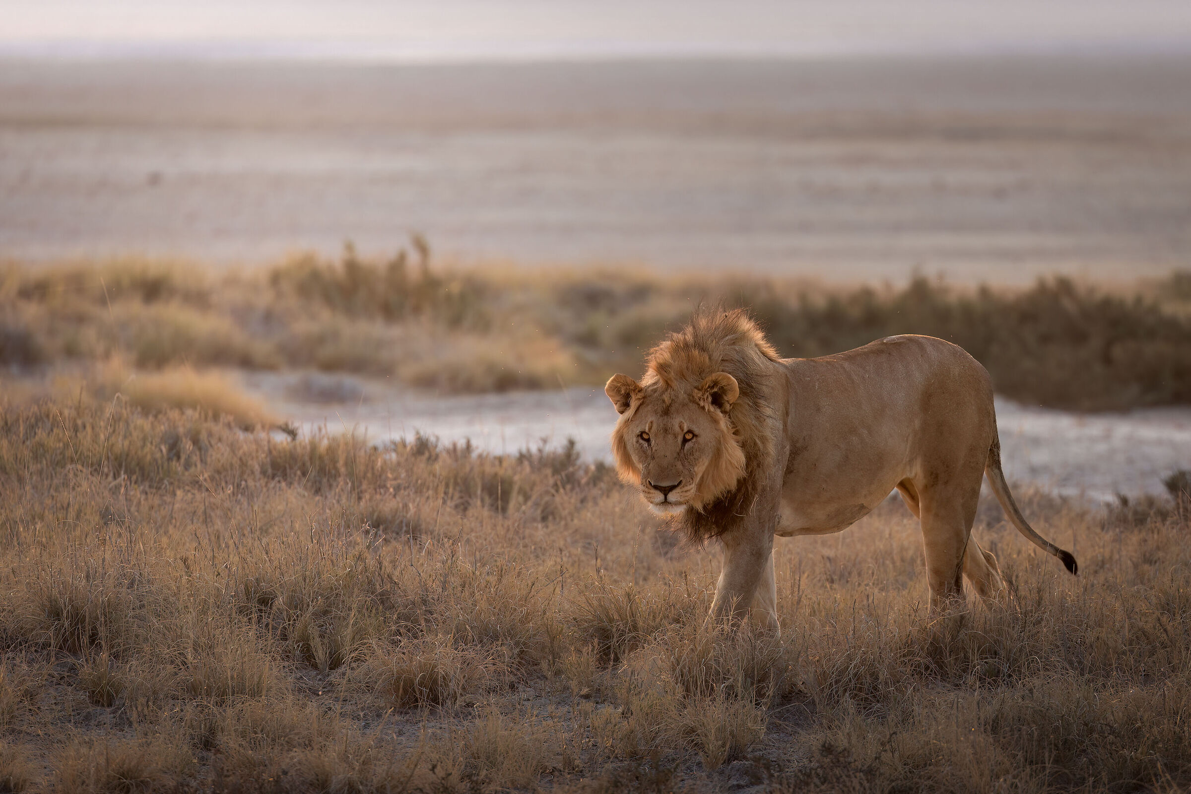 The Dawn of the King