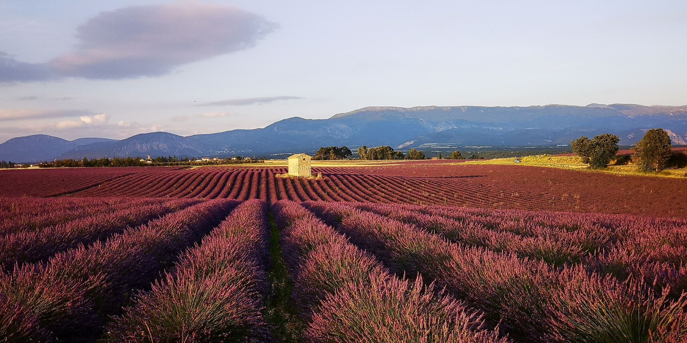 Lavender ( Valensole ) Provence