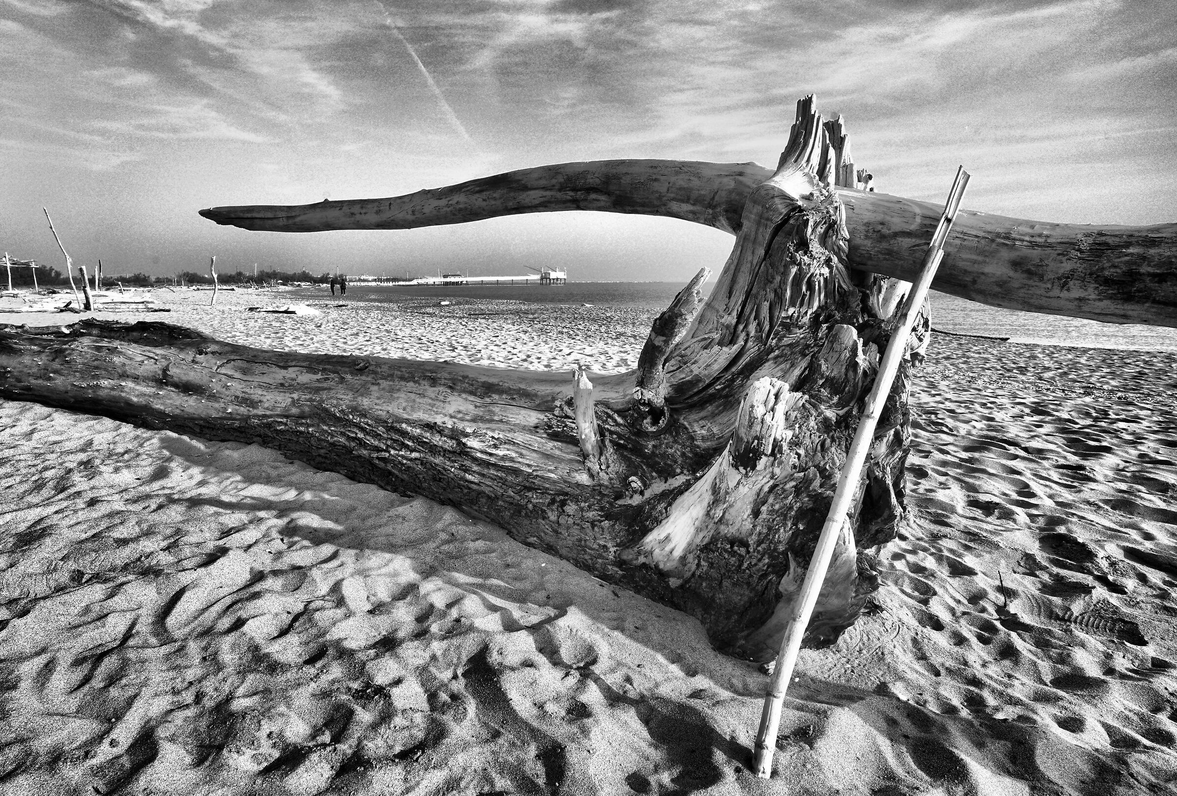 Late summer sculptures.