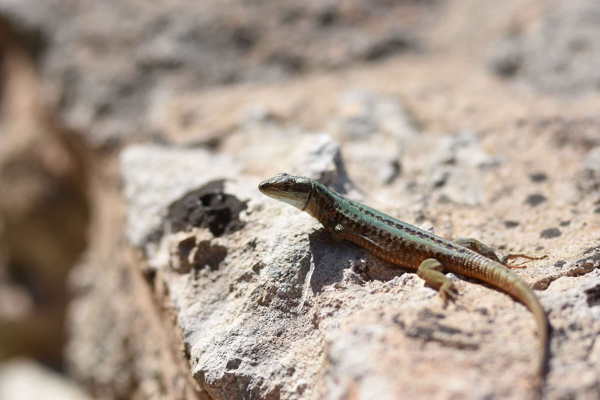 " F. 2.4 " , 1/ 8.0 0 0, ISO 250- Sigma 85, 1.4 Ar...