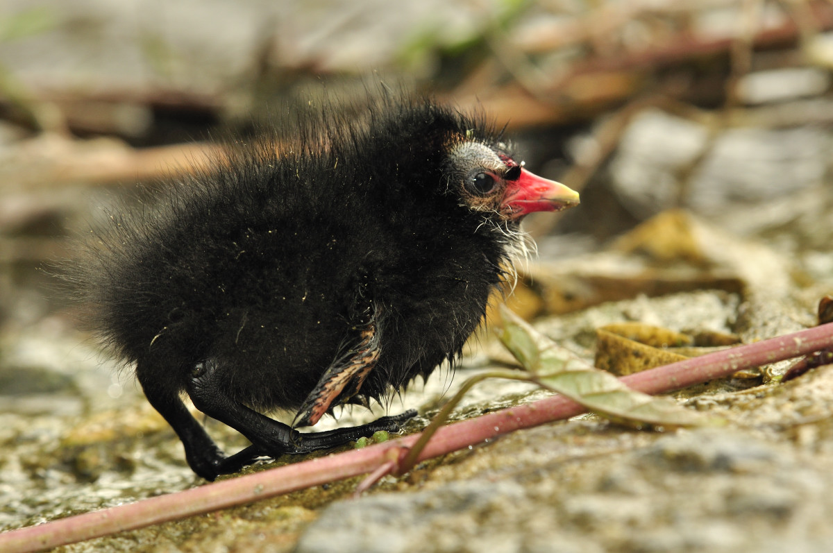 Pullo di gallinella 2