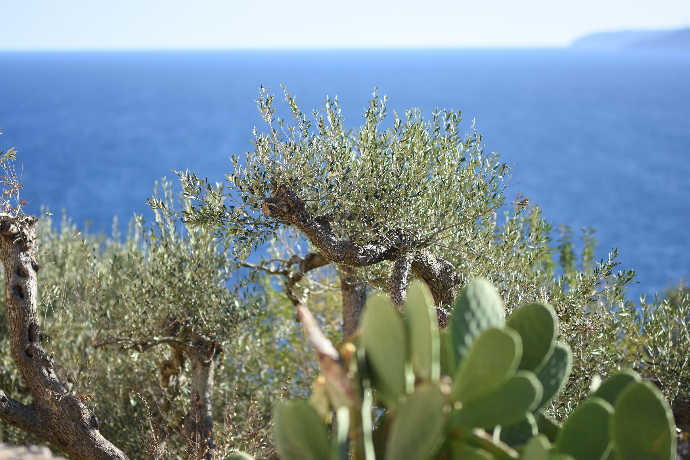 " F. 1.4 " , 1/ 4.0 0 0, ISO 125- Sigma 85, 1.4 Ar...