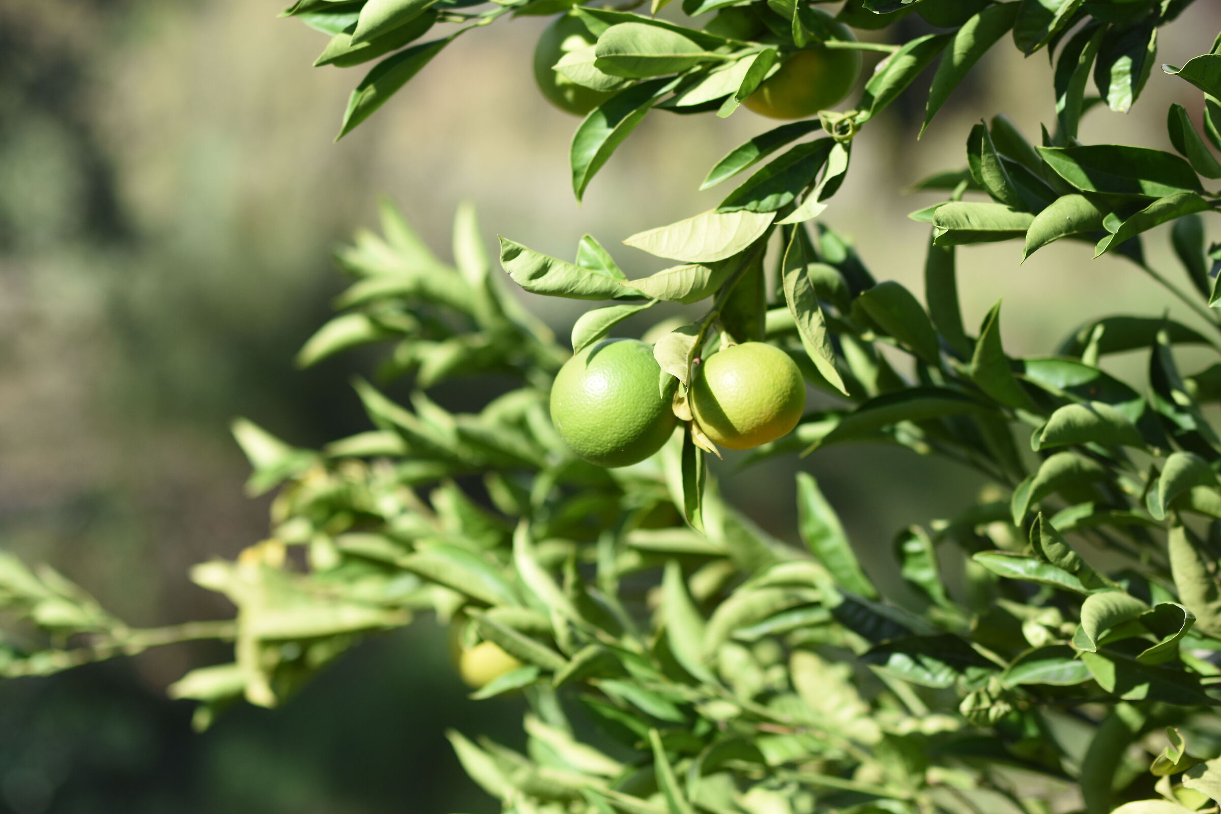 Ed Ora, Succo d'Arance " F. 1.7 " di Sigma 85,...