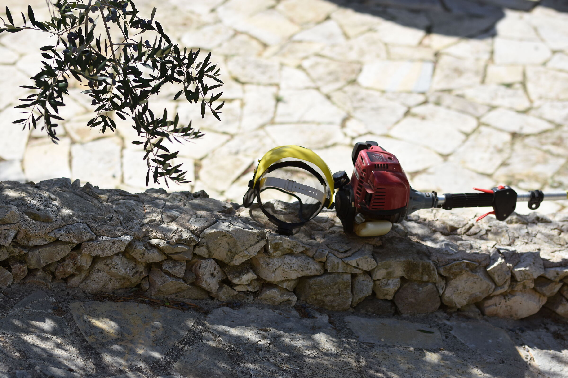 " F. 2.4 " , 1/ 8.0 0 0, ISO 250- Sigma 85, 1.4 Ar...