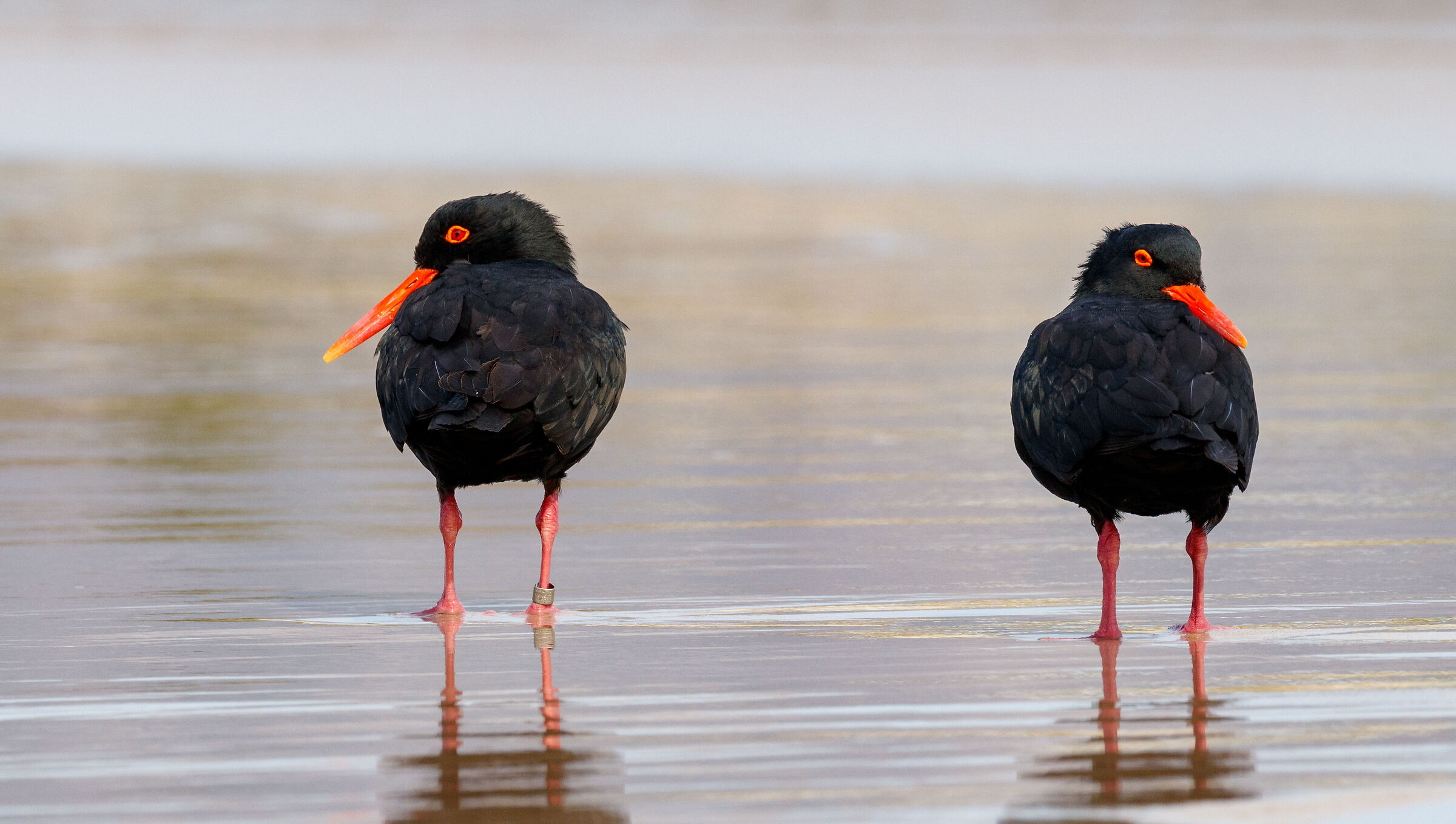 Retrovisione Oyster Catcher (2022)