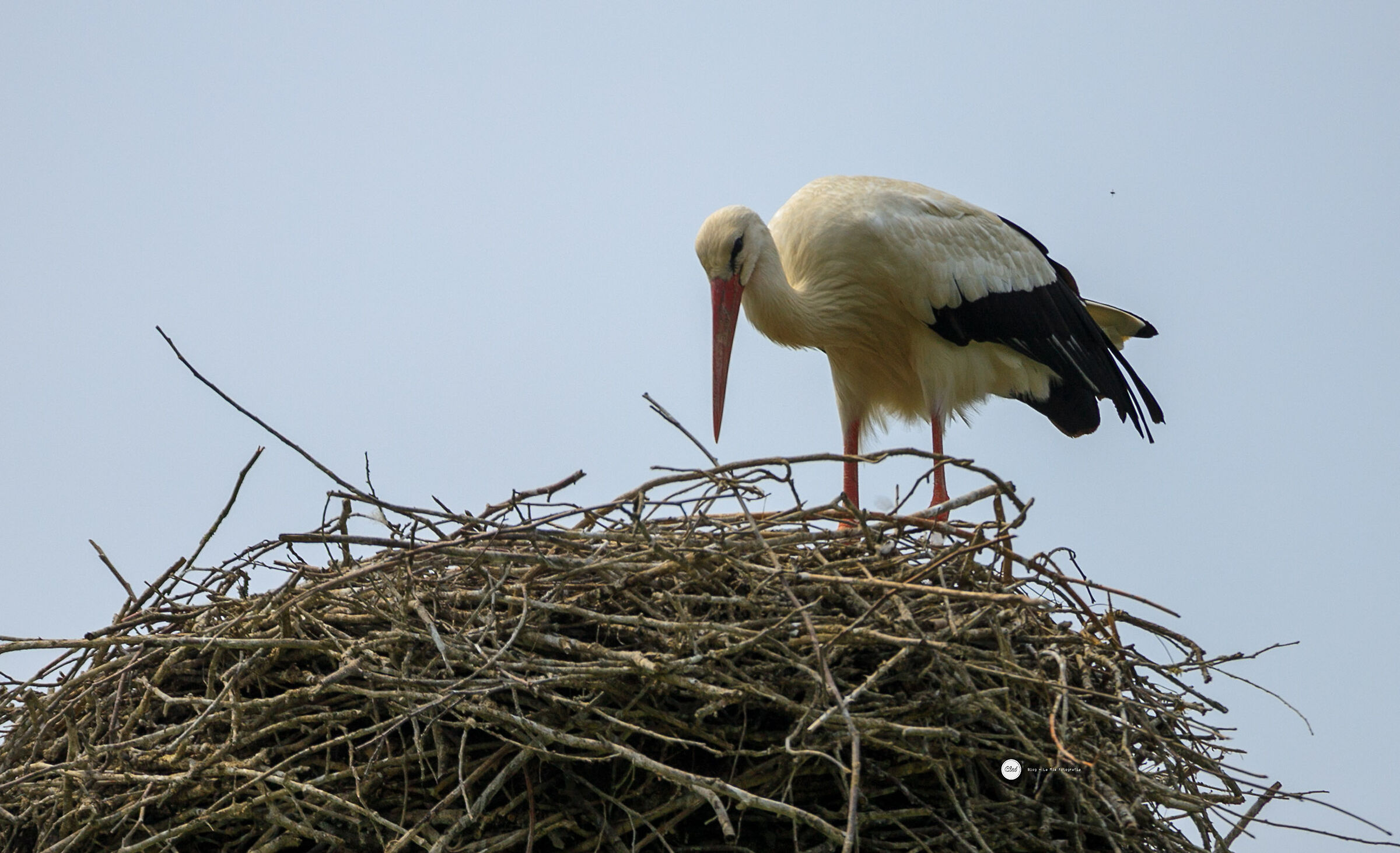 Stork