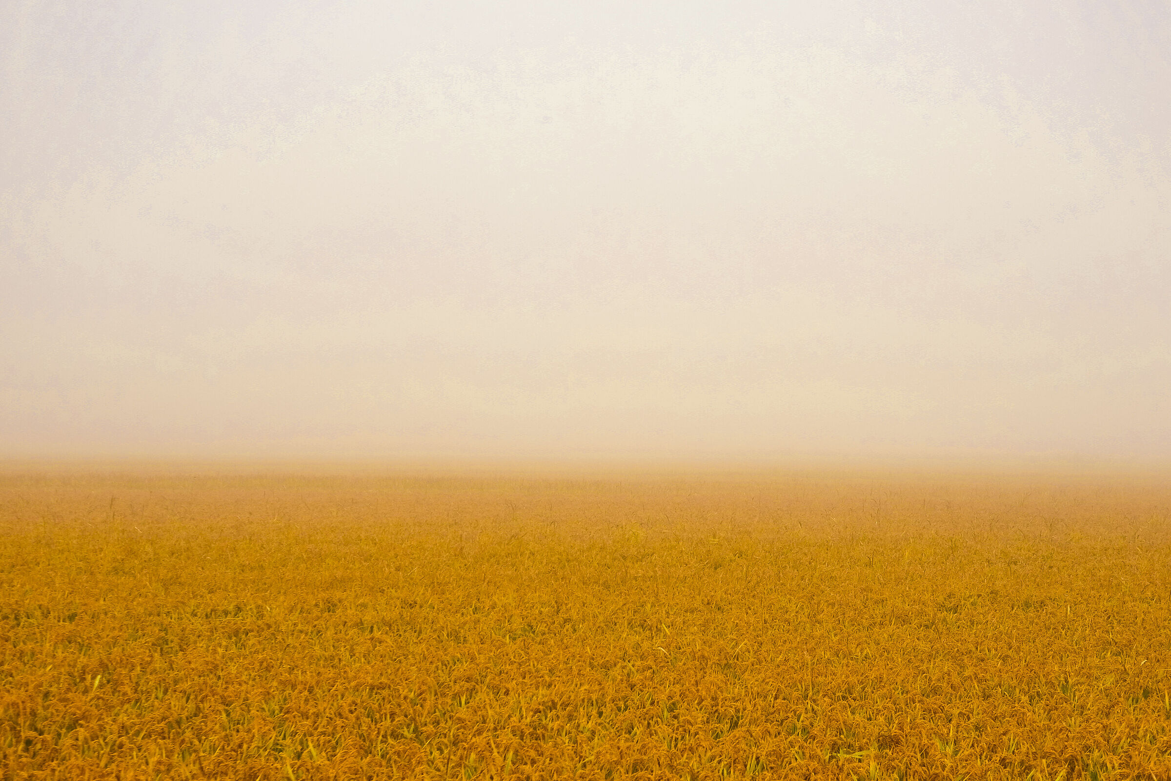 the foggy Yellow Sea of the Po Valley