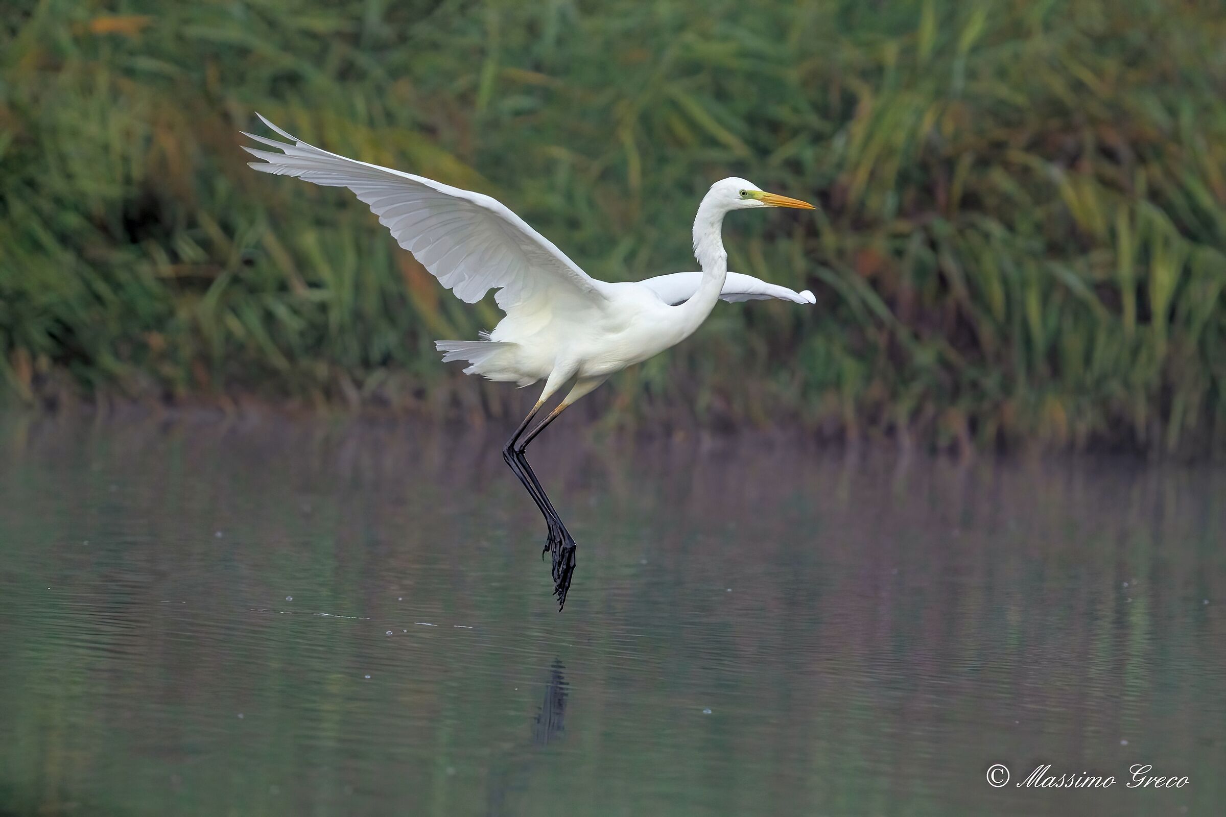 Great White Heron (Casmerodius albus)