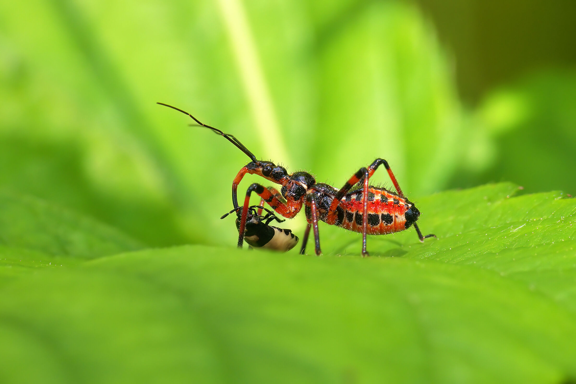 Rhynocoris iracundus