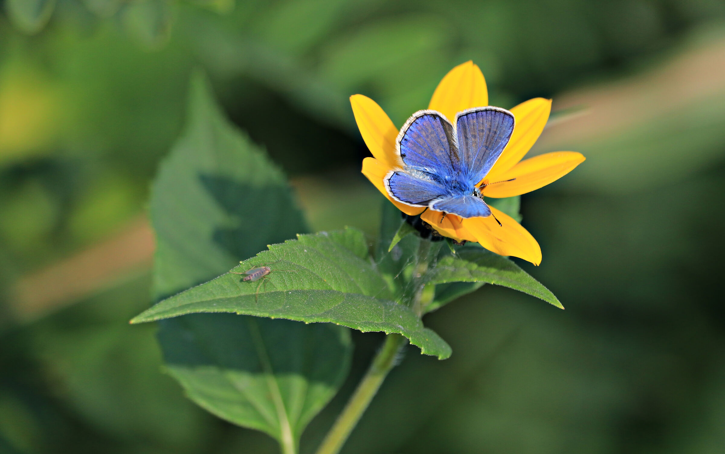 Polyommatus bellargus
