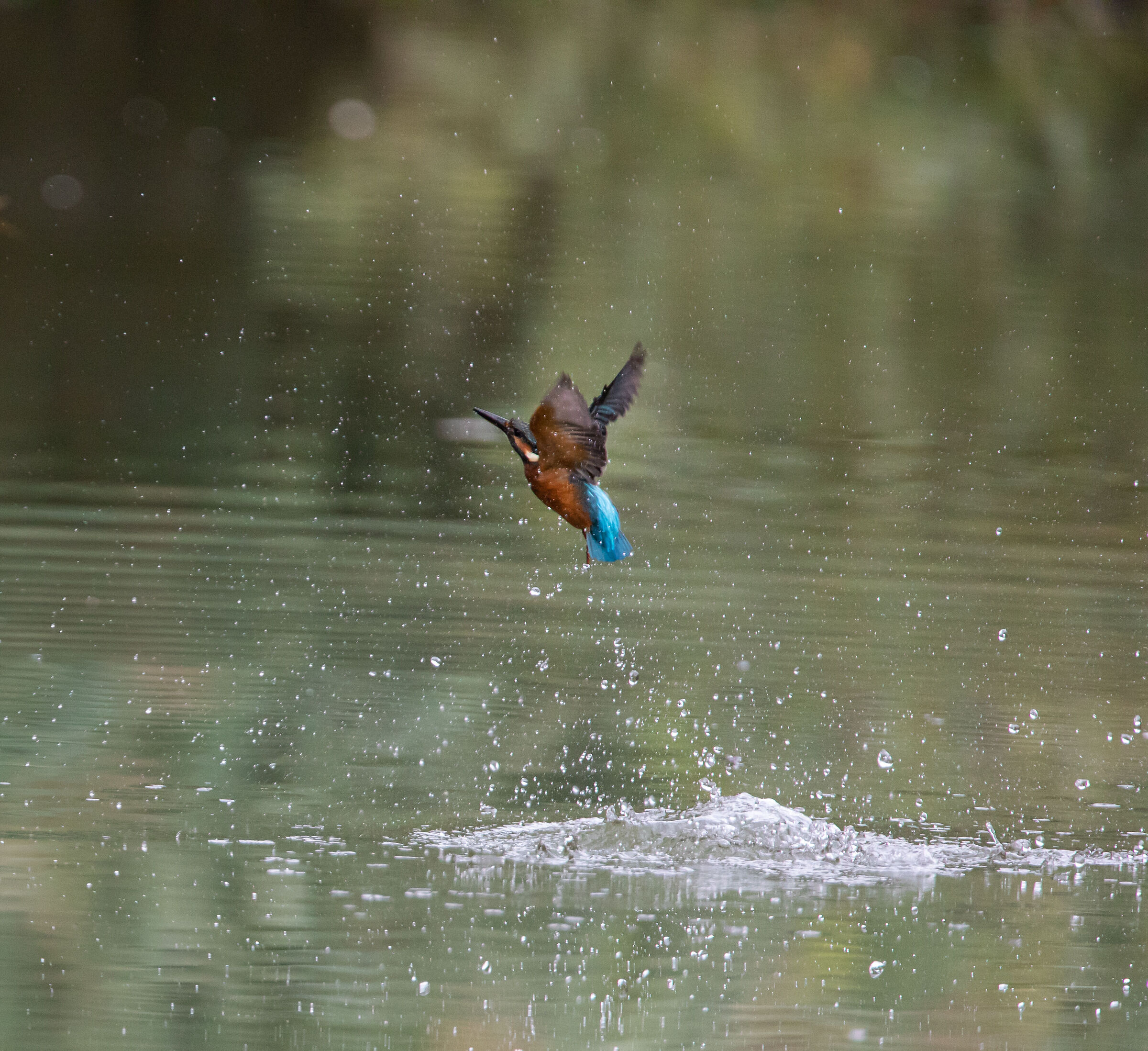 Oasi Saletti - Nembro