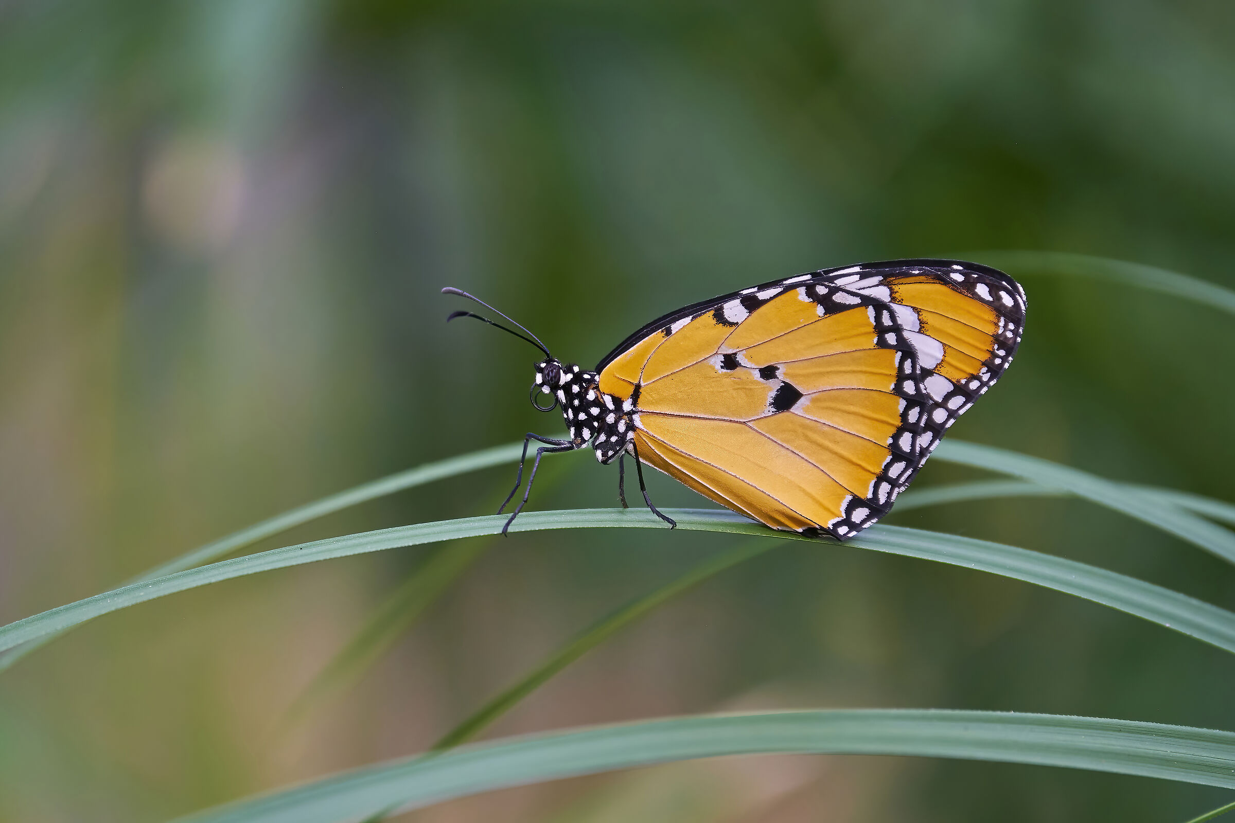 Danaus chrysippus