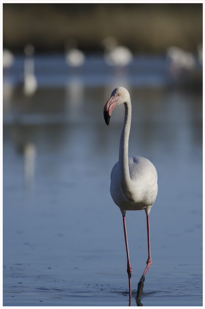 Walking .. Here and the ...