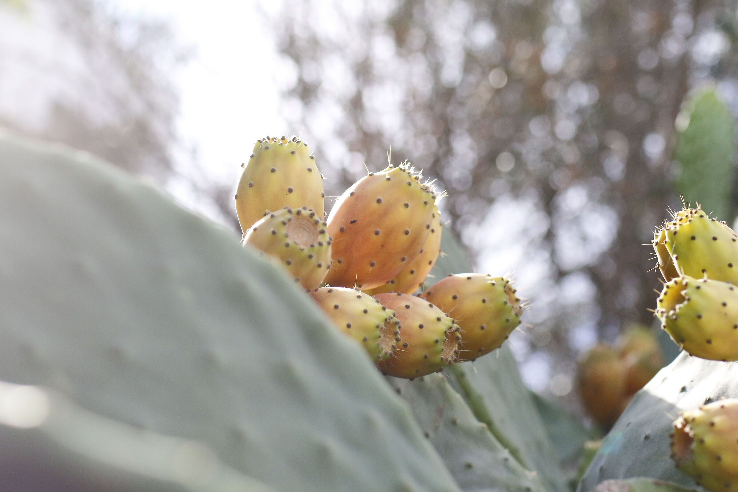 " 1/ 8.0 0 0 " , F. 4, ISO 2.0 0 0- Milvus 50, 1.4...