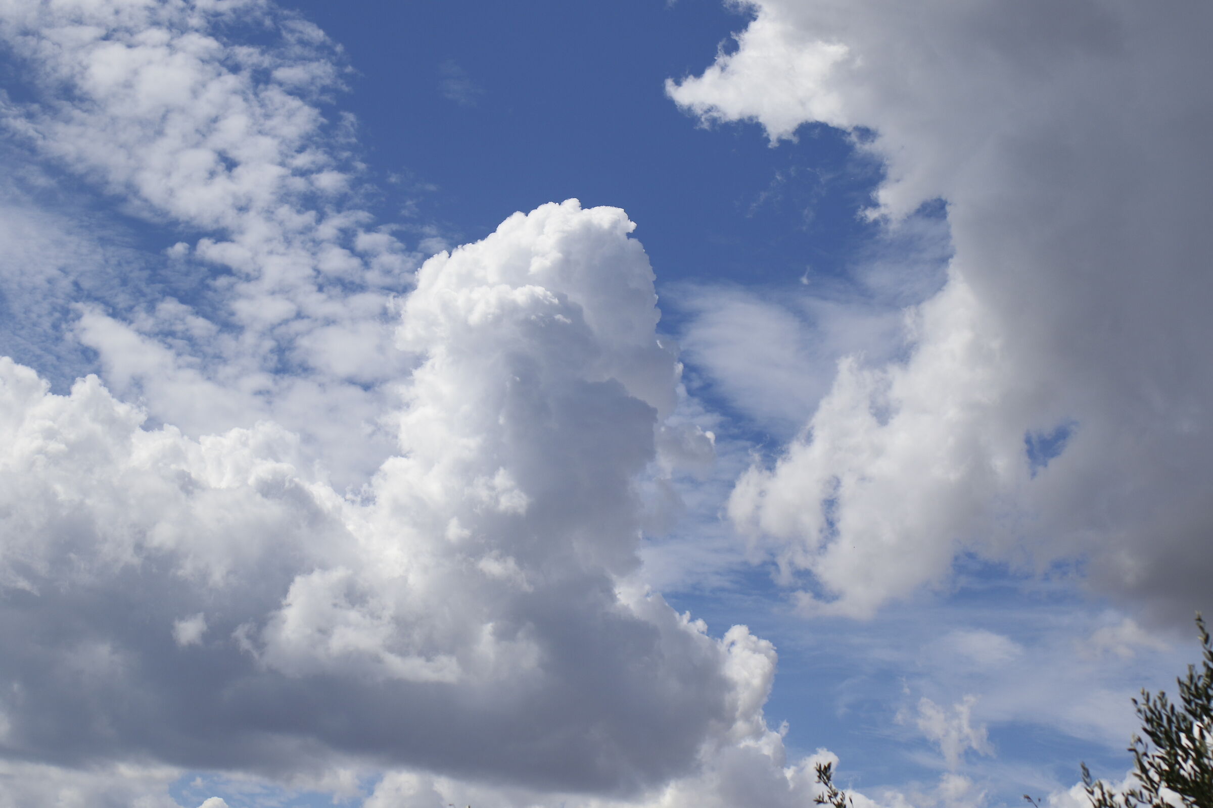 " 1/ 8.0 0 0 " , F. 4.5, ISO 250- Milvus 50, 1.4, ...
