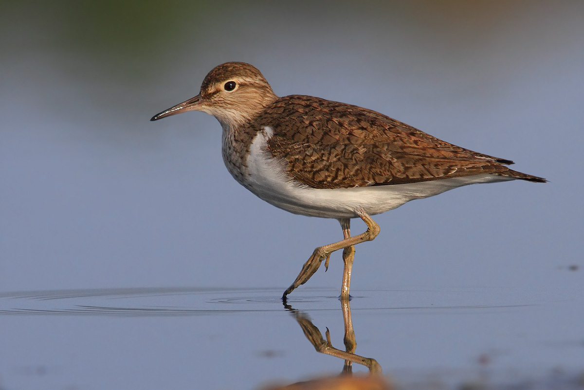 Common Sandpiper