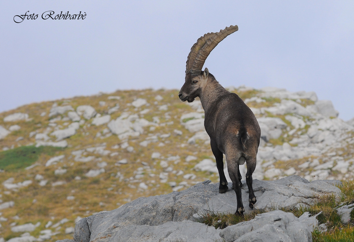 Stambecco......