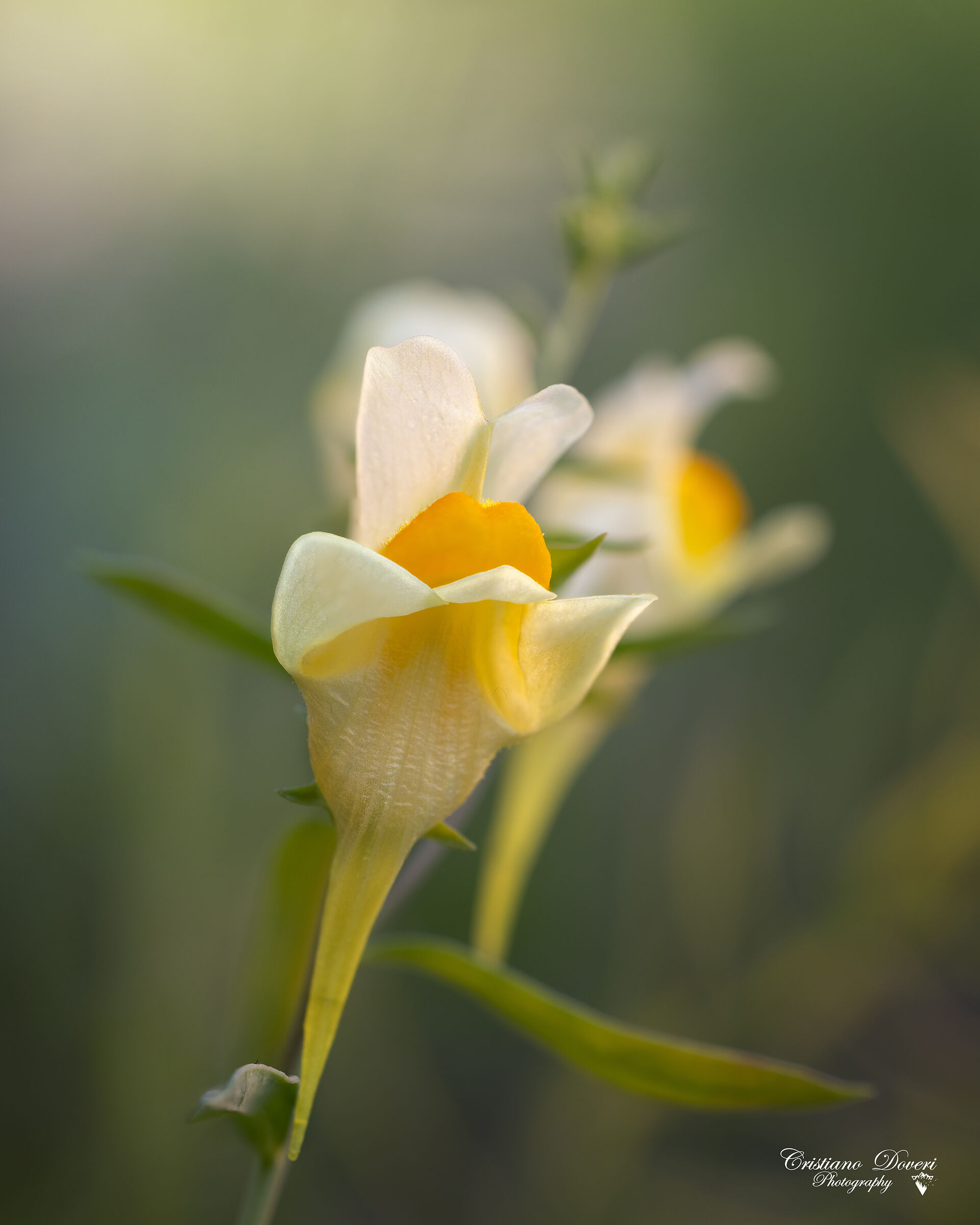 Nel mio giardino