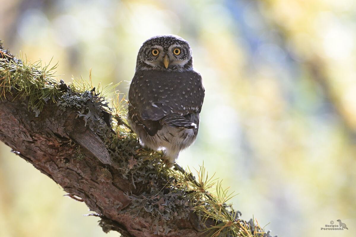 Ti mostro il sedere eppure ti guardo!