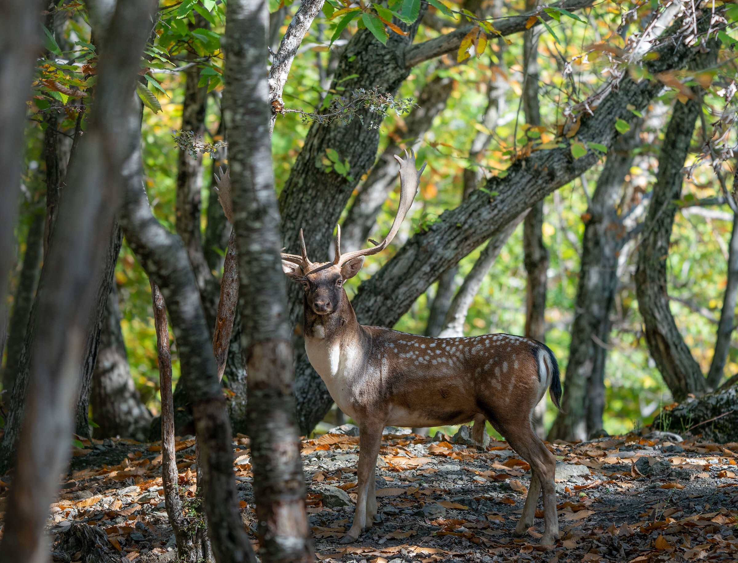 Meraviglie d'autunno