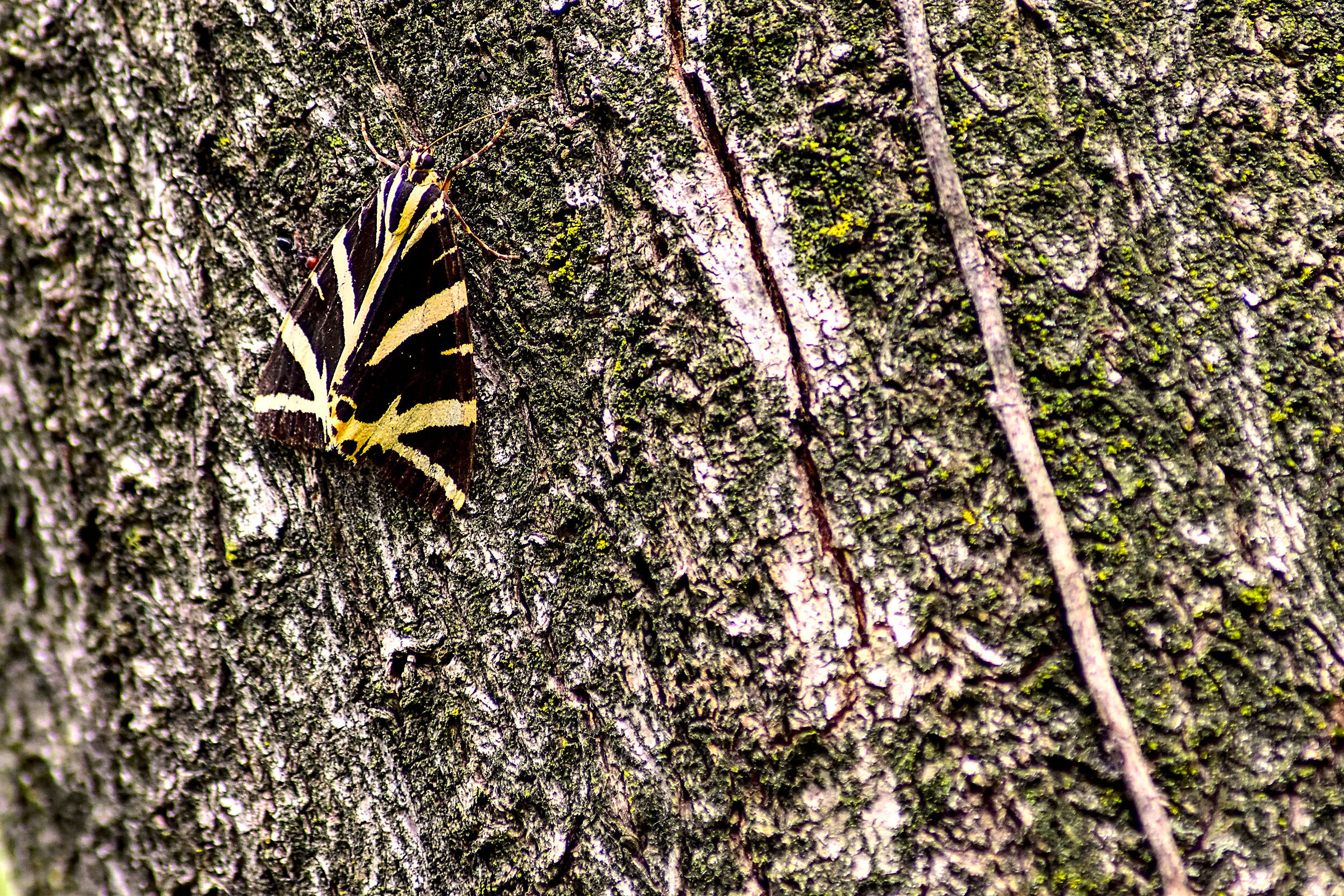 Ivy moth