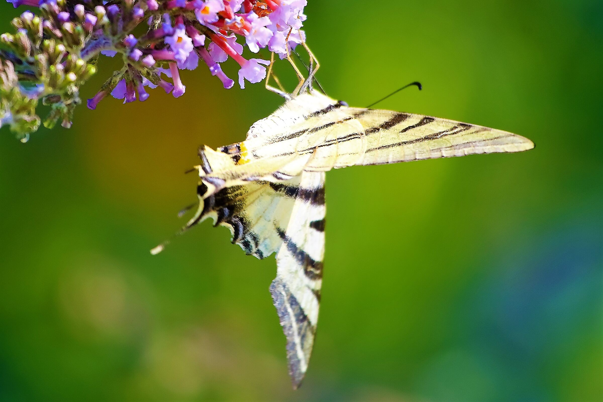 polidario 20-07-2022