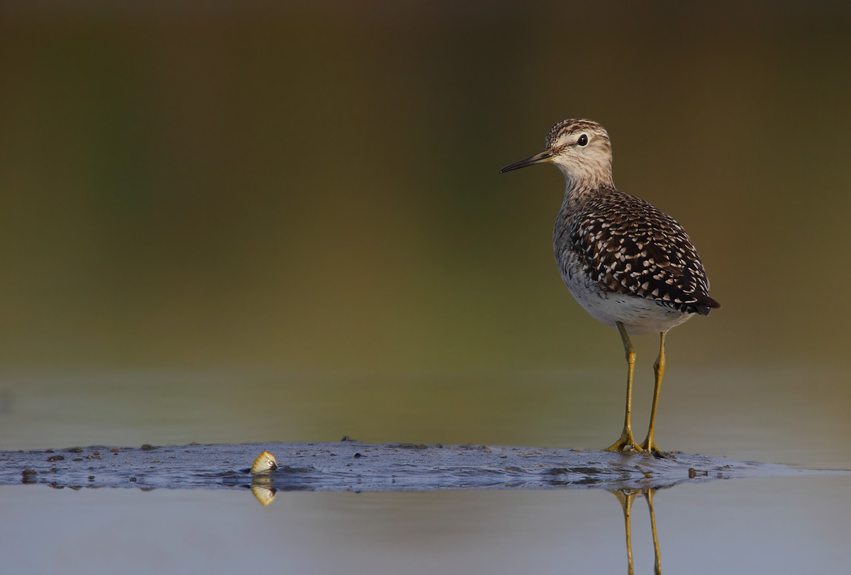 Sandpiper Sandpiper