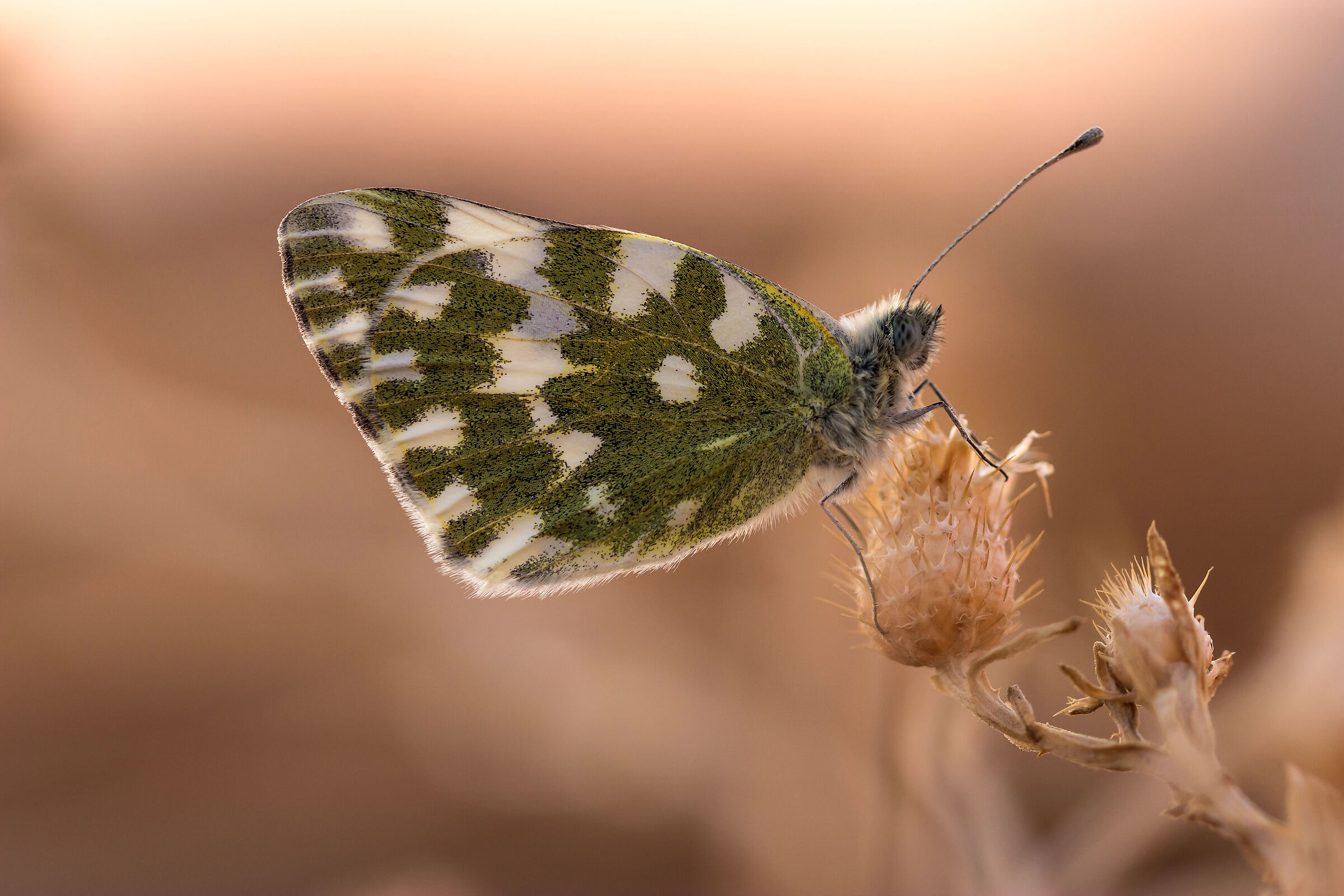 Pontia edusa poggiata su crespigno secco