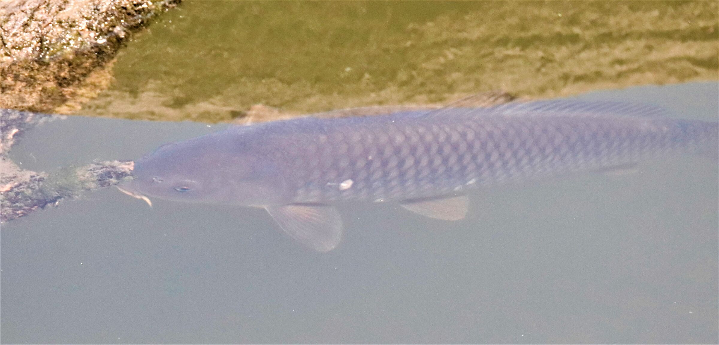 on the water's surface!