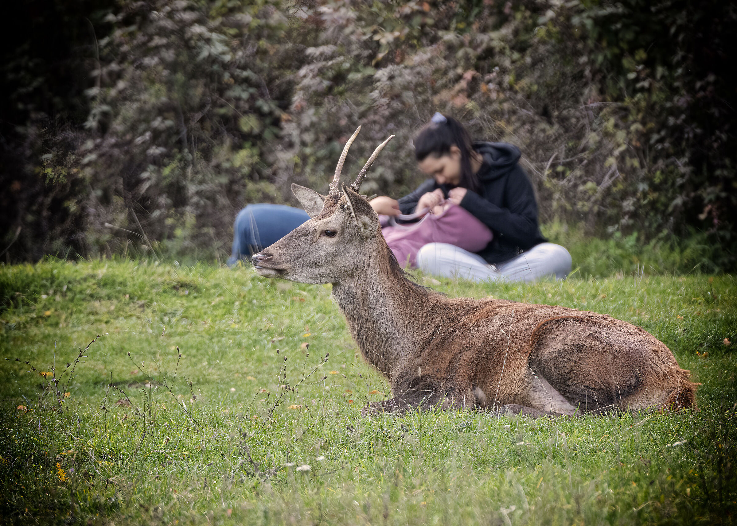 The Deer and the Lovers