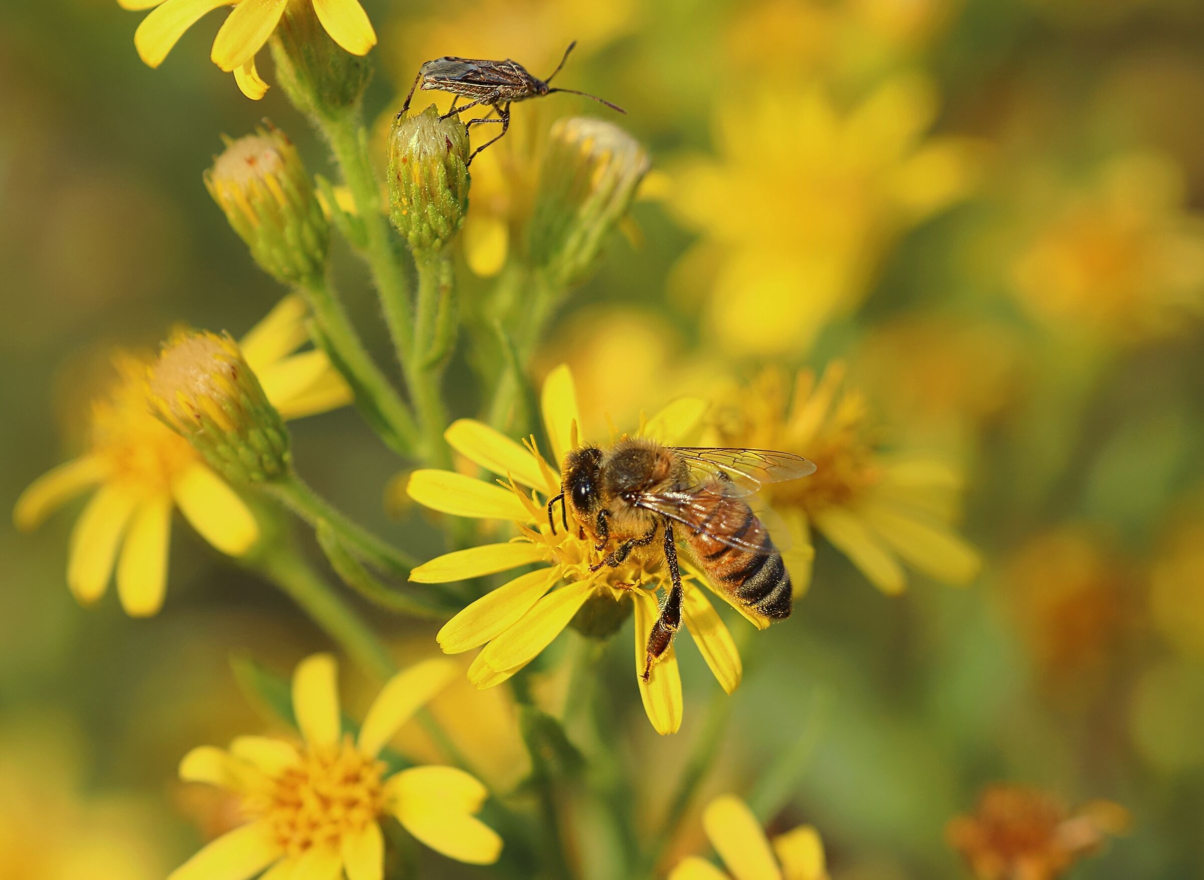 Imparare il mestiere