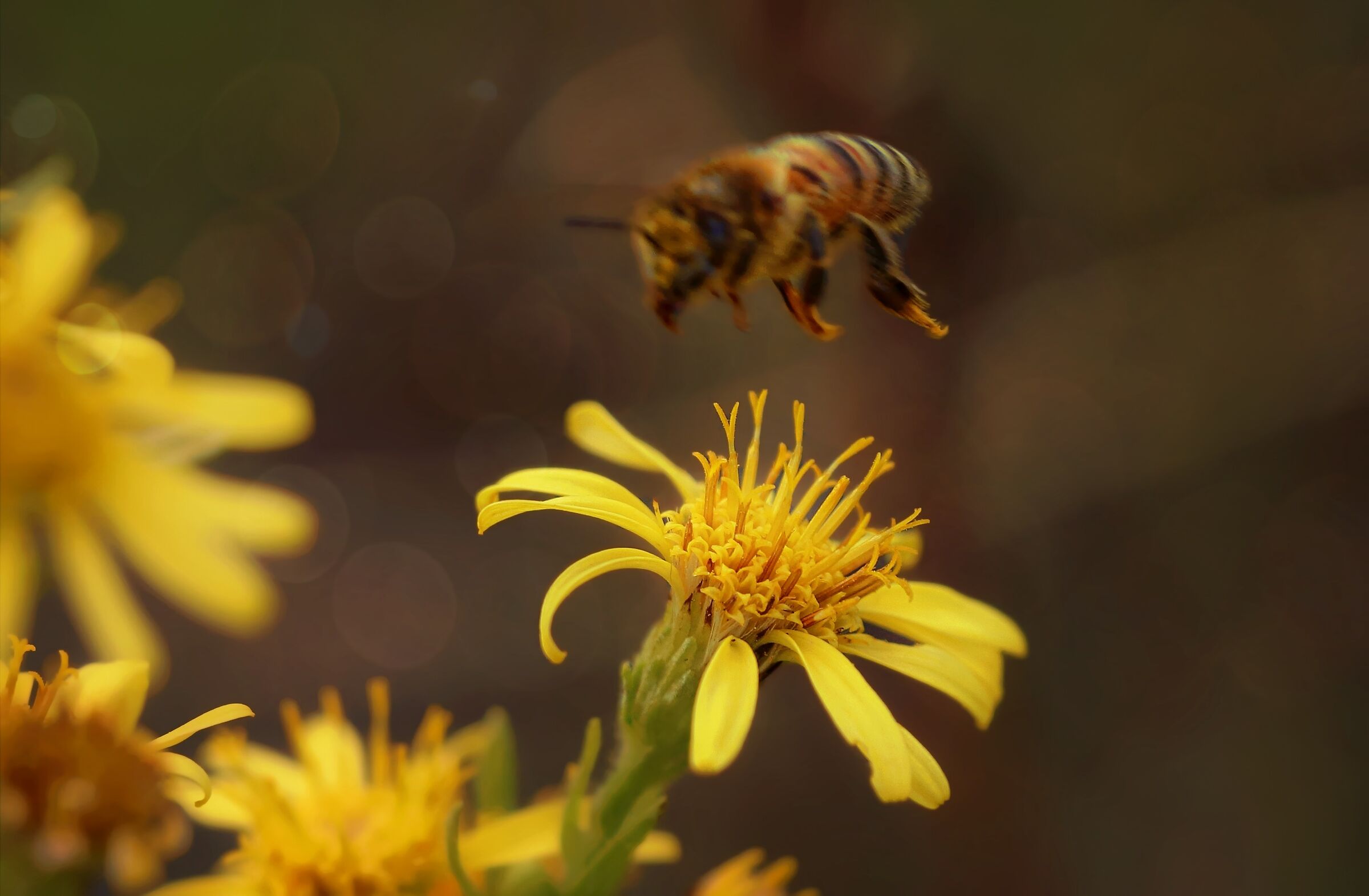 Il controluce nel tramonto