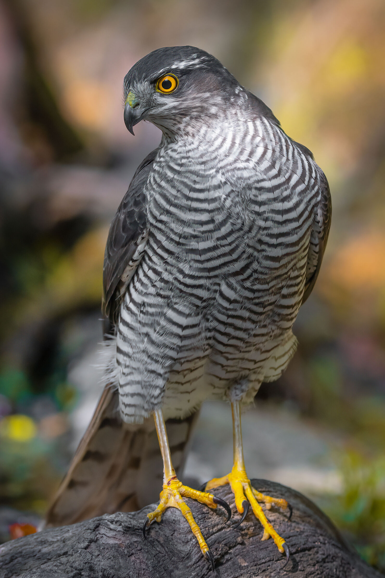 Female sparrowhawk
